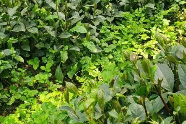 肿节风怎么种植，扦插生根后再移栽