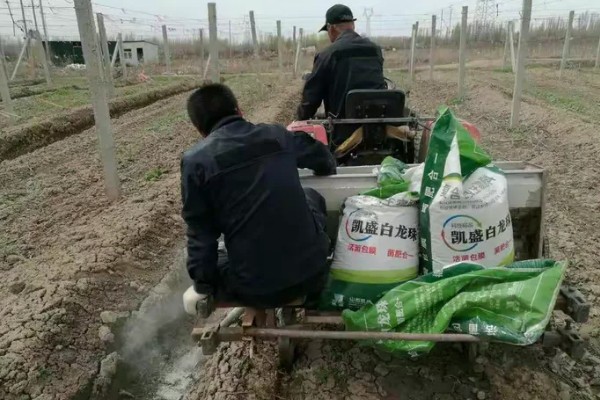 肿节风怎么种植，扦插生根后再移栽