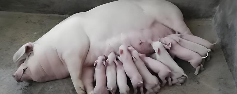 母猪下崽慢怎么处理，可人工辅助