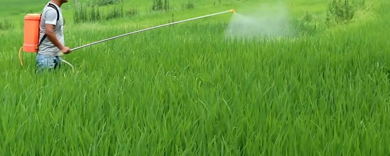 水稻虫害的防治，常见的有螟虫、稻飞虱等