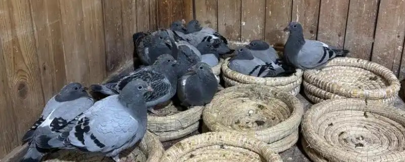 幼鸽多大开始清理毛滴虫，破壳半月左右就可以