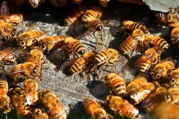 蜜蜂是怎样过冬的，会相互靠拢聚集成球