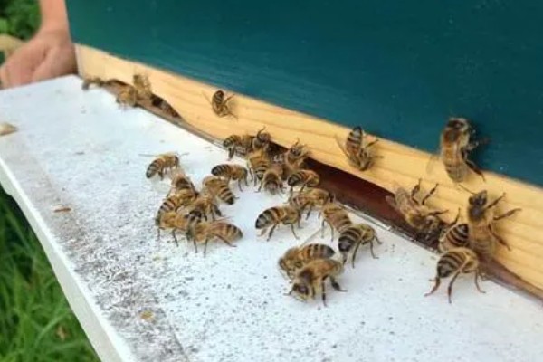 蜜蜂是怎样过冬的，会相互靠拢聚集成球