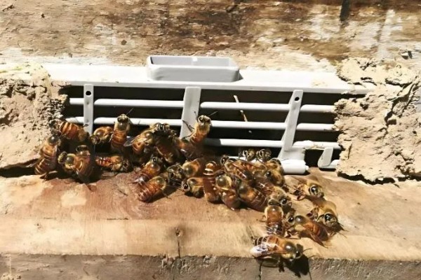 蜜蜂是怎样过冬的，会相互靠拢聚集成球