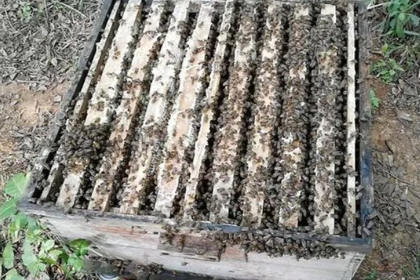 蜜蜂是怎样过冬的，会相互靠拢聚集成球