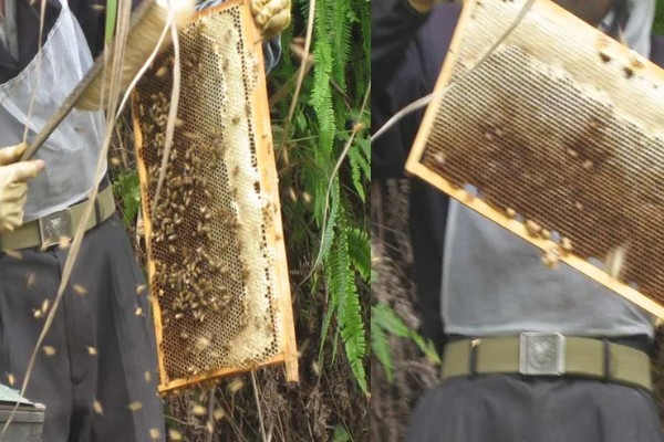 蜜蜂是怎样过冬的，会相互靠拢聚集成球