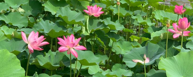 荷花的开放时间,盛花期在每年的8月份