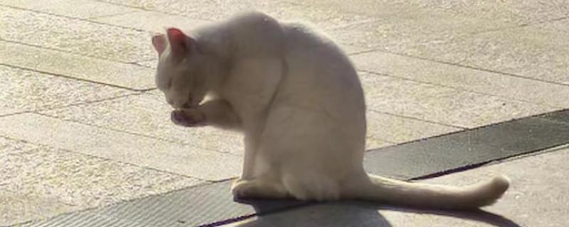 什么是猫种马尾，又称为尾腺增生