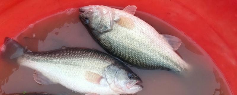 鲈鱼的开口季节，5月持续到10月左右