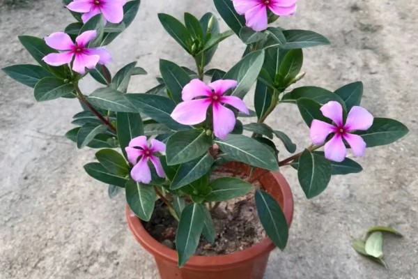 日日春怎么养殖,每天至少接受4小时的光照