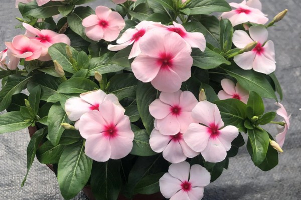 日日春怎么养殖,每天至少接受4小时的光照