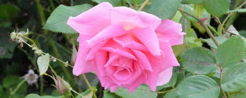 粉红色玫瑰花的寓意，寓意美好初恋、爱的宣言等