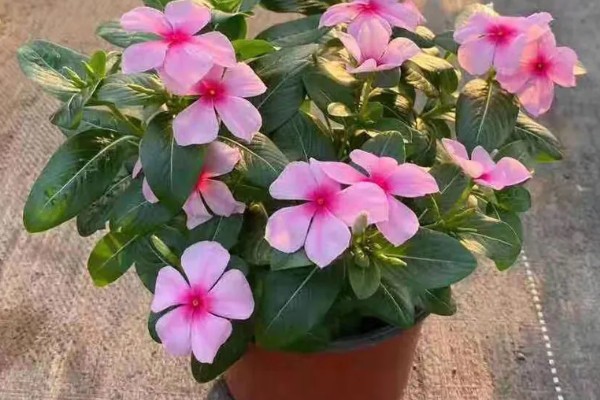 日日春怎么养殖,每天至少接受4小时的光照