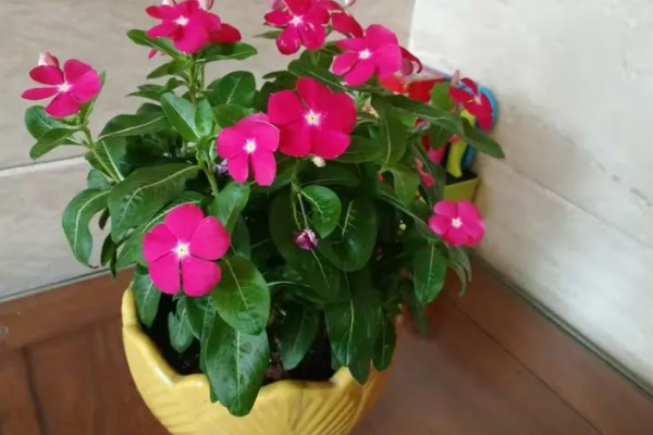 日日春怎么养殖,每天至少接受4小时的光照