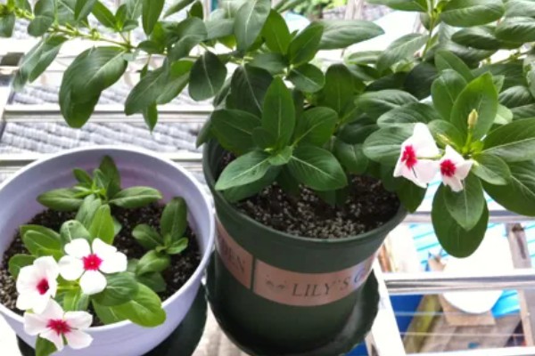 日日春怎么养殖,每天至少接受4小时的光照