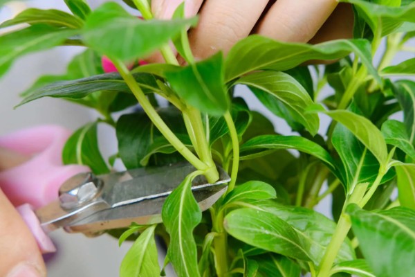 日日春怎么养殖,每天至少接受4小时的光照