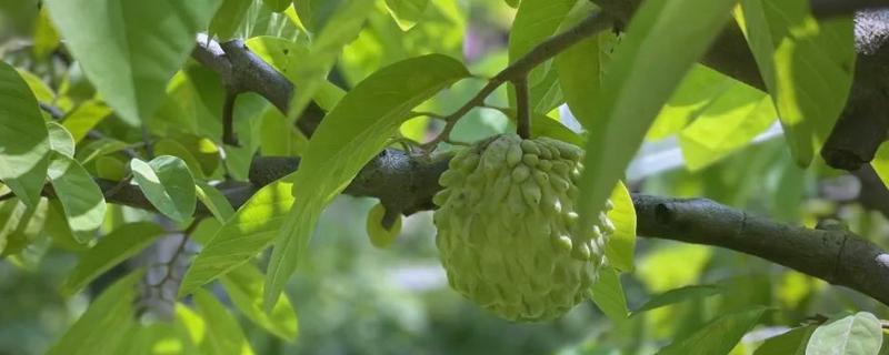 番荔枝如何授粉，选择在花期中进行