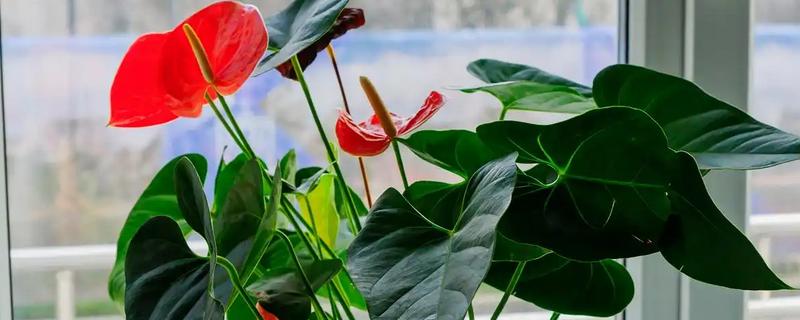 红掌的浇水技巧，幼苗期要控制好浇水频率