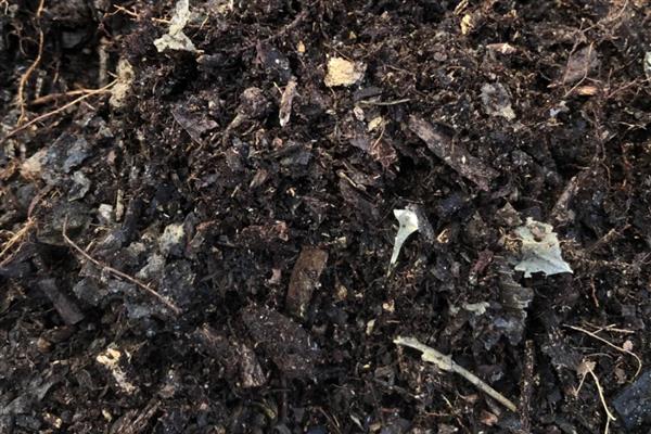 葡萄风信子的养殖方法,每隔1-2年换土一次