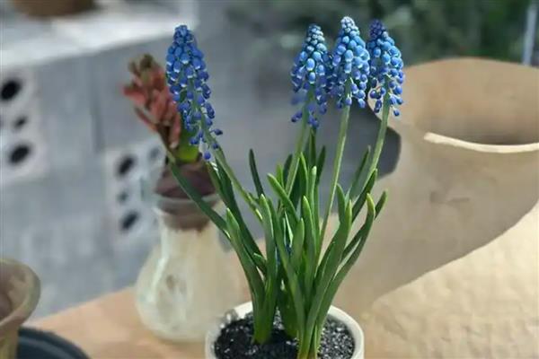 葡萄风信子的养殖方法,每隔1-2年换土一次