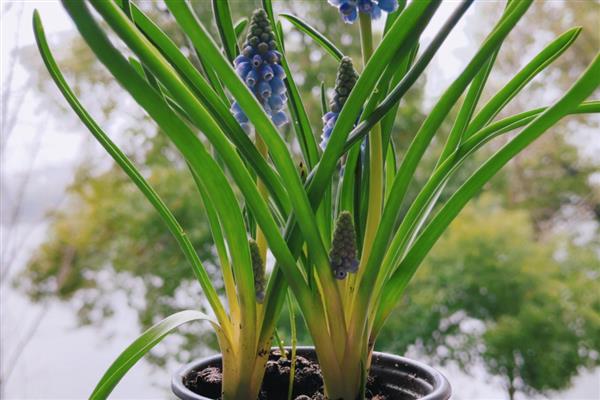 葡萄风信子的养殖方法,每隔1-2年换土一次