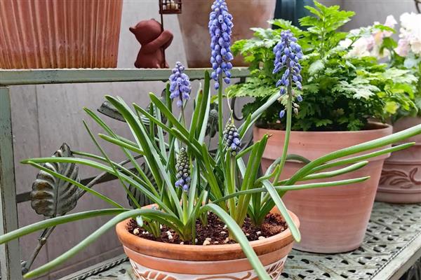 葡萄风信子的养殖方法,每隔1-2年换土一次
