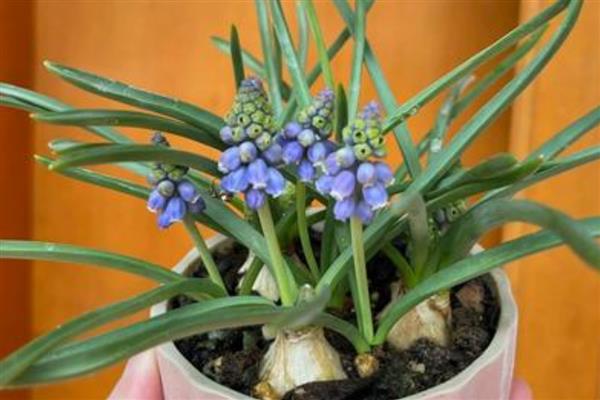 葡萄风信子的养殖方法,每隔1-2年换土一次