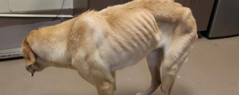 狗狗营养不良如何辨别，可以通过外观、皮肤等辨别