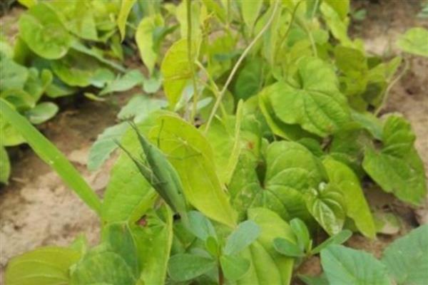 山药种苗的价格，一株售价0.2-1.8元左右