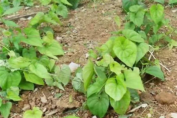 山药种苗的价格，一株售价0.2-1.8元左右