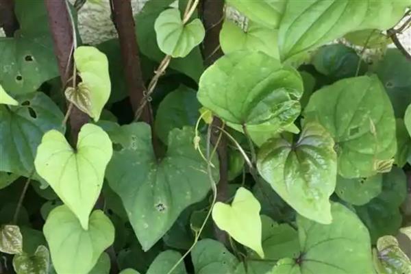 山药种苗的价格，一株售价0.2-1.8元左右