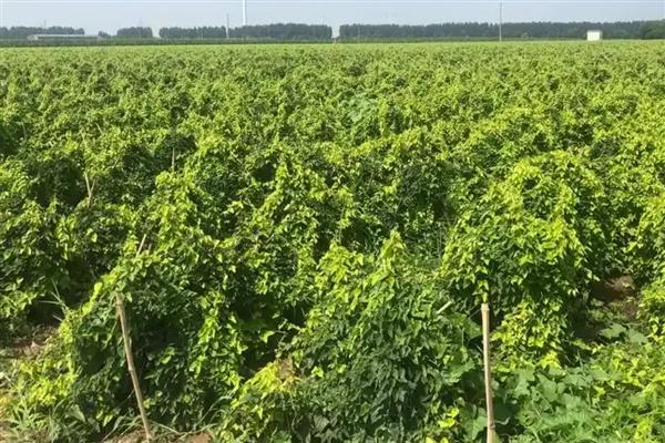 山药种苗的价格，一株售价0.2-1.8元左右