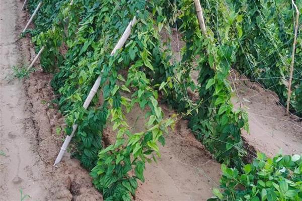 山药种苗的价格，一株售价0.2-1.8元左右