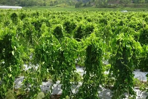 山药种苗的价格，一株售价0.2-1.8元左右