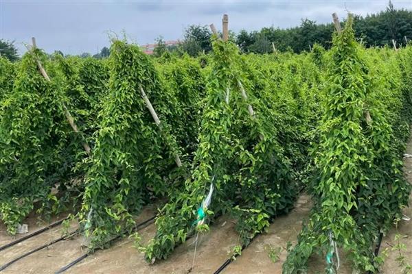 山药种苗的价格，一株售价0.2-1.8元左右