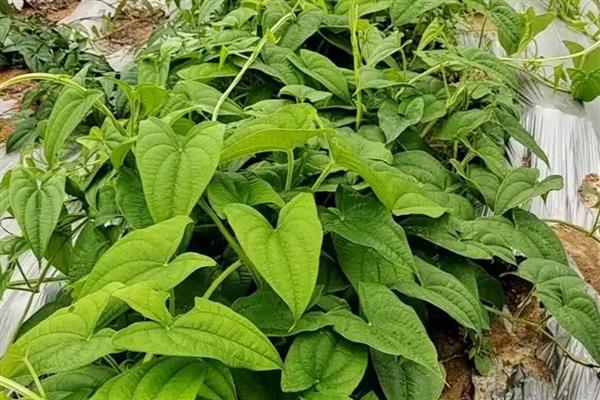 山药种苗的价格，一株售价0.2-1.8元左右