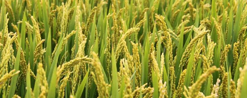 水稻齐穗期的田间管理方法,齐穗后15天后进行病害防治