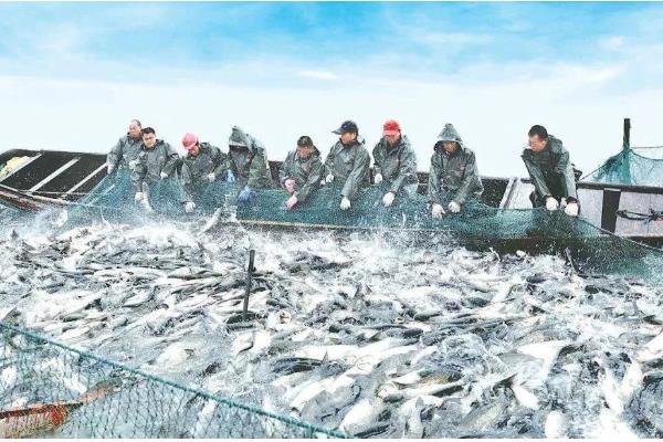 淡水渔业与海洋渔业的区别，养殖的地点不同