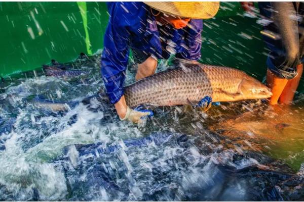 淡水渔业与海洋渔业的区别，养殖的地点不同