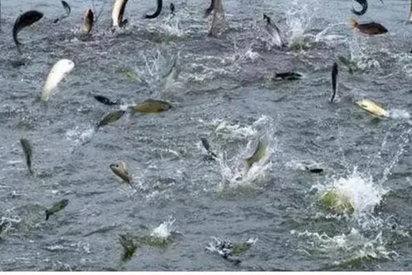 淡水渔业与海洋渔业的区别，养殖的地点不同