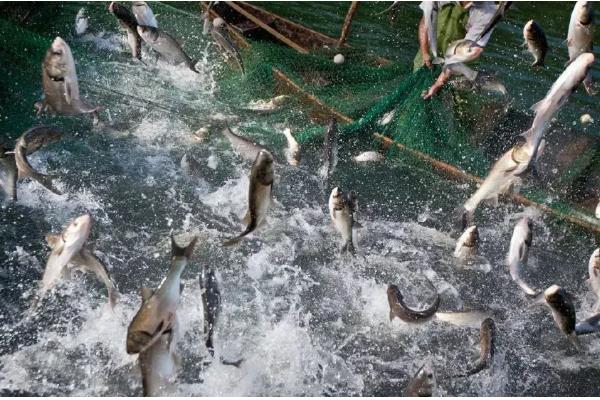 淡水渔业与海洋渔业的区别，养殖的地点不同