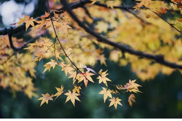 秋分和立秋哪个才算真正入秋，是指秋分