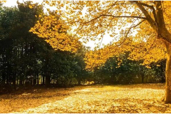 秋分和立秋哪个才算真正入秋，是指秋分