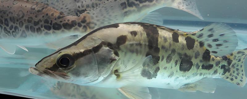 鳜鱼和桂鱼的区别,鳜鱼和桂鱼没有区别