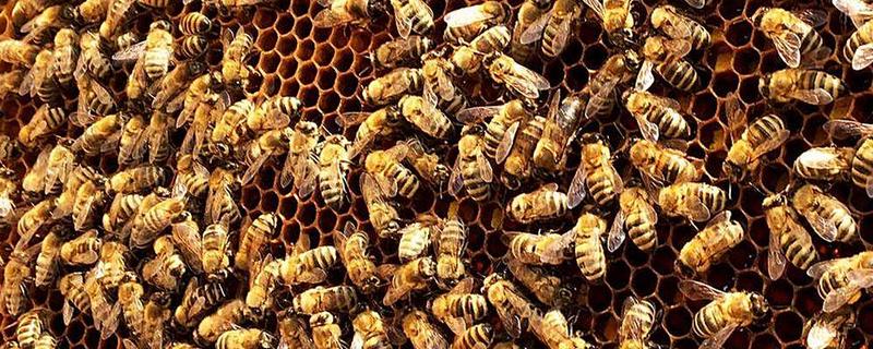 蜂群失王多长时间可以合并，1-2天合并相对最容易成功