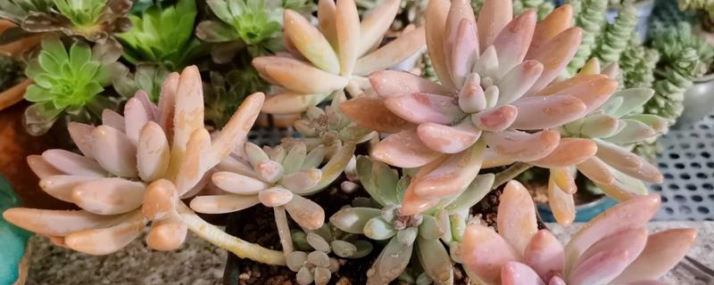多肉植物如何浇水，春秋两季每隔2-4浇一次水