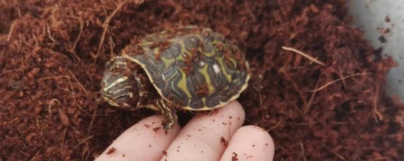 乌龟冬眠期间的养护方法,将温度控制在10℃以下