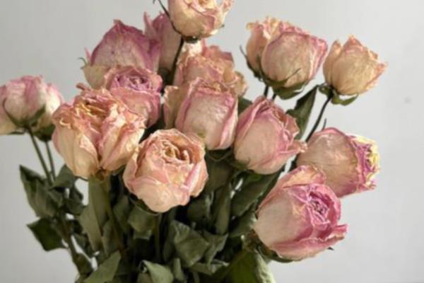 干花的保存方法,装在干燥的纸箱中并放在阴凉、干燥处