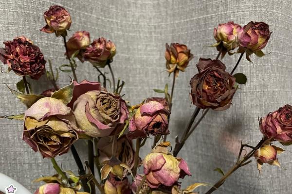 干花的保存方法,装在干燥的纸箱中并放在阴凉、干燥处