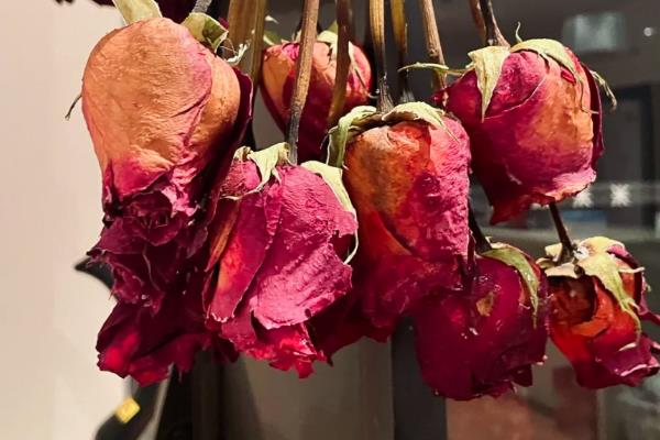 干花的保存方法,装在干燥的纸箱中并放在阴凉、干燥处